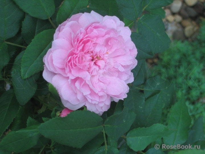 Jacques Cartier