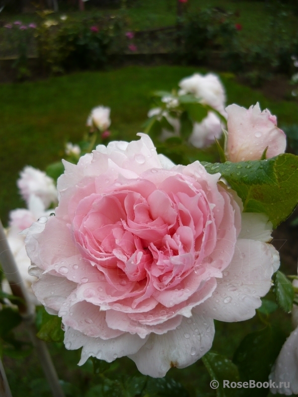 The Wedgwood Rose
