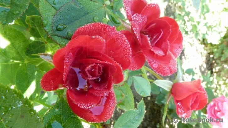 Ruby Ruby ™