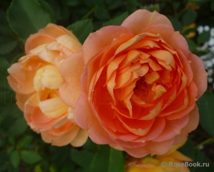 Lady of Shalott 