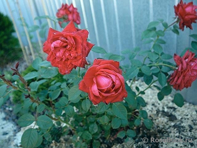 Dame de Coeur 