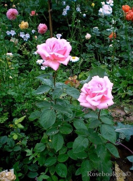 Jardins de Villandry