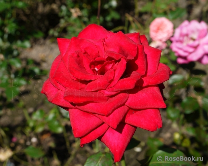 Red Queen