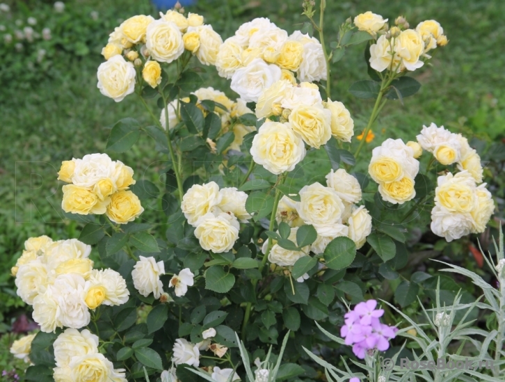 Golden Border
