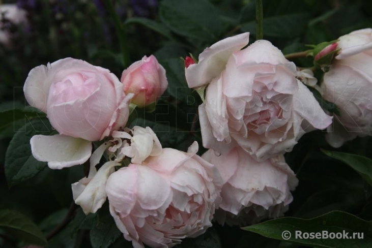 Generous Gardener, The
