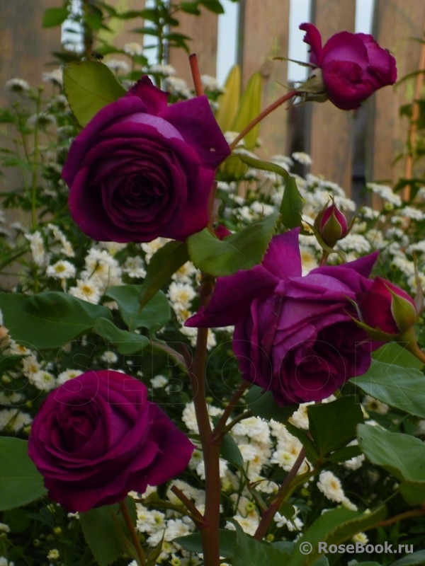 Parfum de Reve