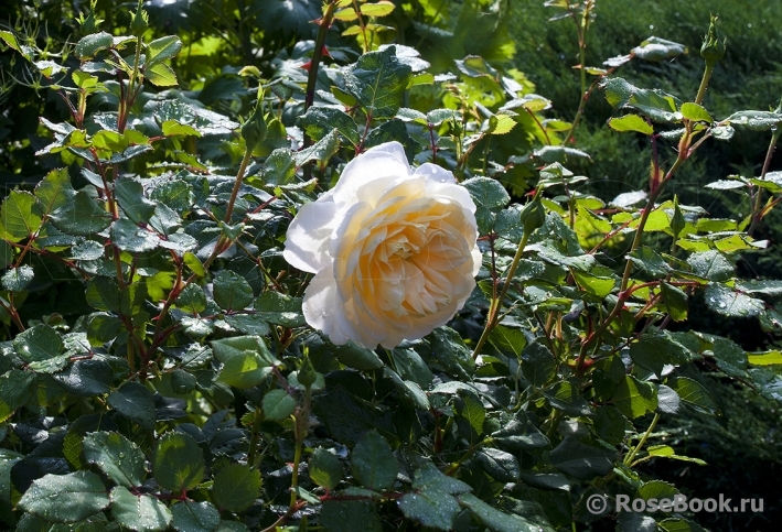 Crocus Rose® 