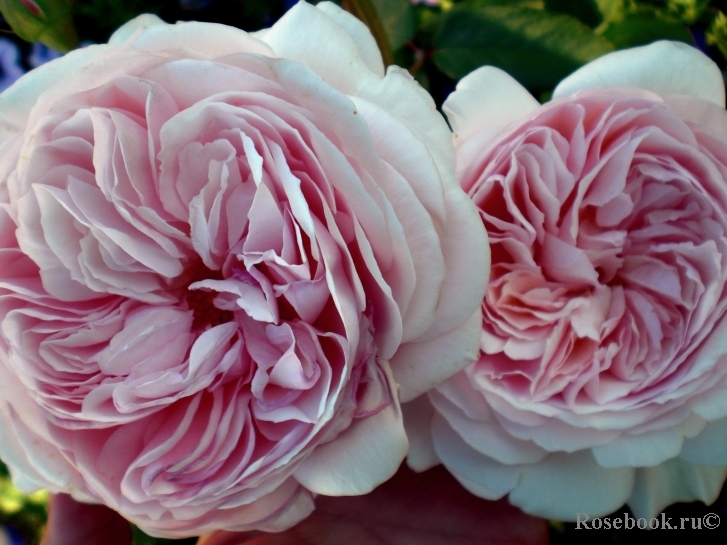 A Shropshire Lad