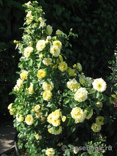 Lichtkonigin Lucia