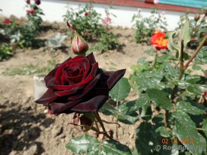 Perle Noire