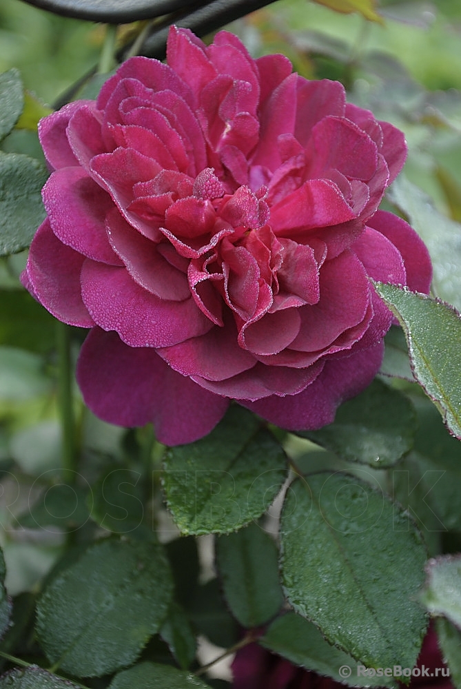 Darcey Bussell 
