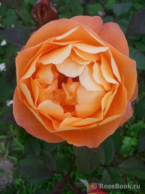 Lady Emma Hamilton