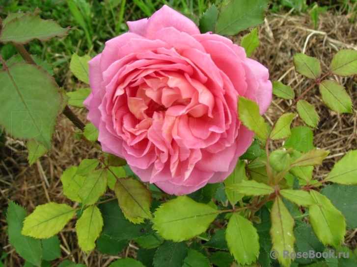 Jubilee Celebration®