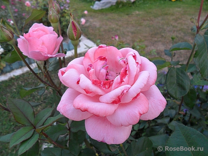 Queen Elizabeth 