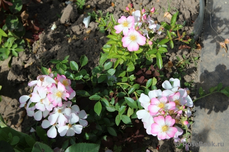 Robe Fleurie