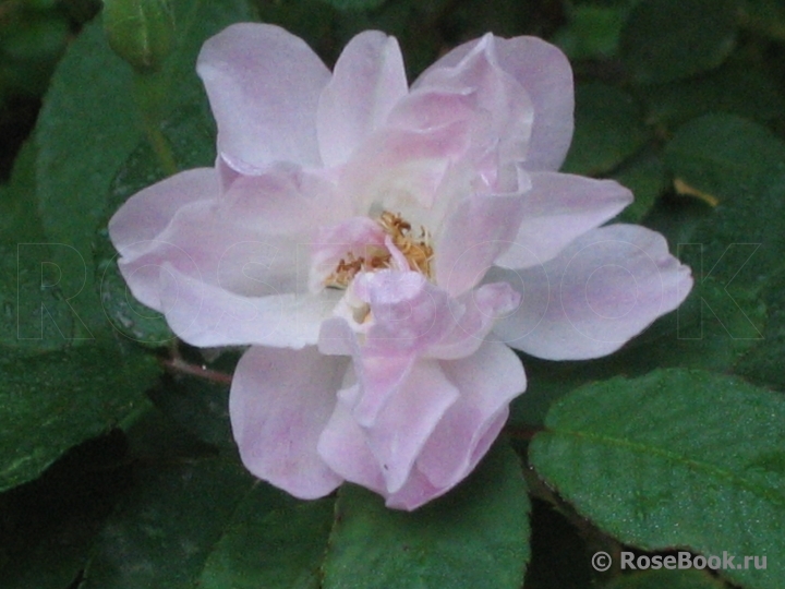Blush Noisette 