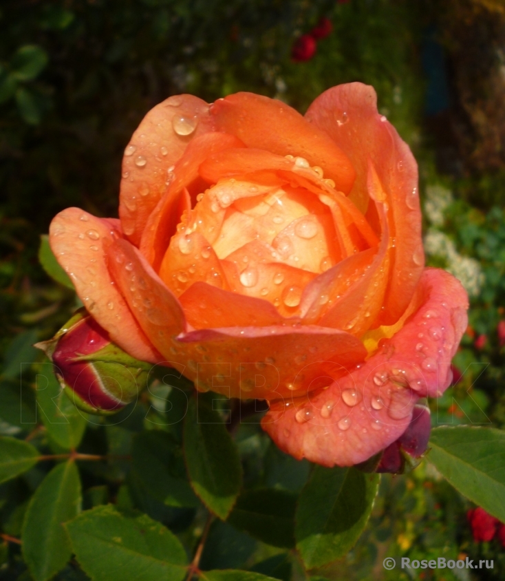 Lady of Shalott 