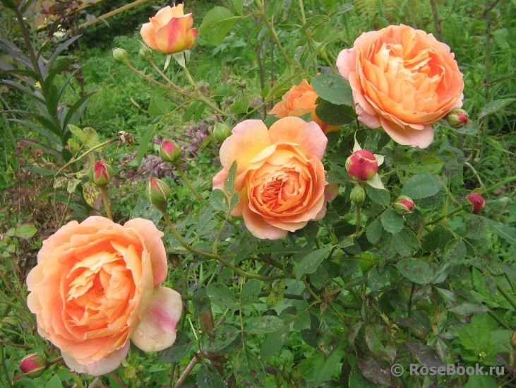 Lady of Shalott 