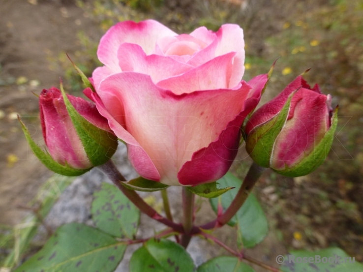 Belle Perle