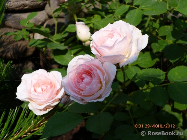Morden Blush