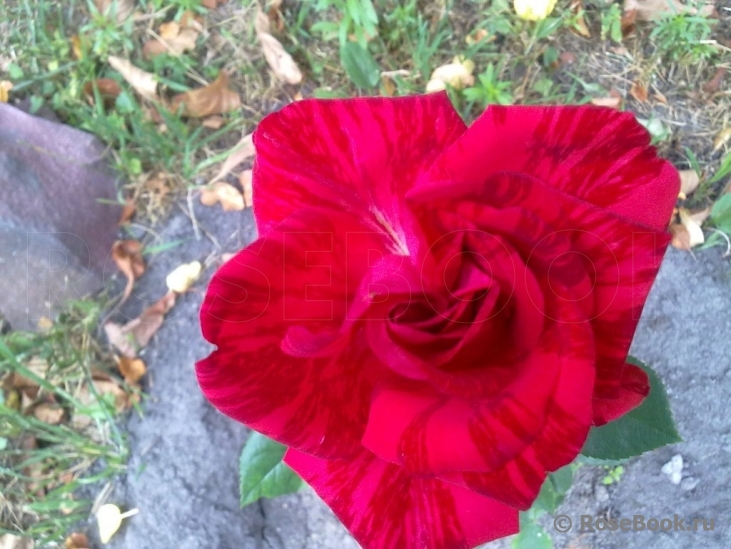 Red Intuition