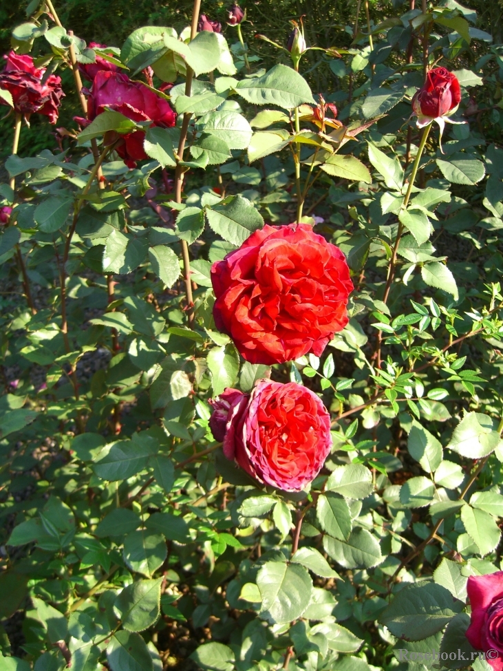 Velvet Fragrance 