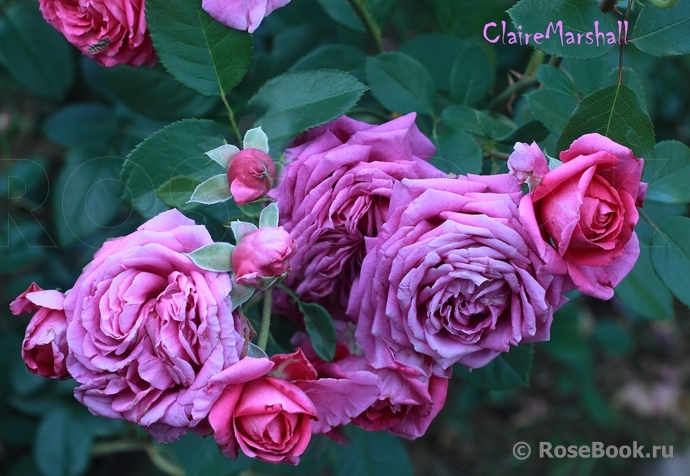 Claire Marshall