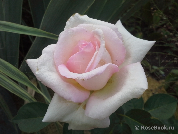 Jardins de Bagatelle 