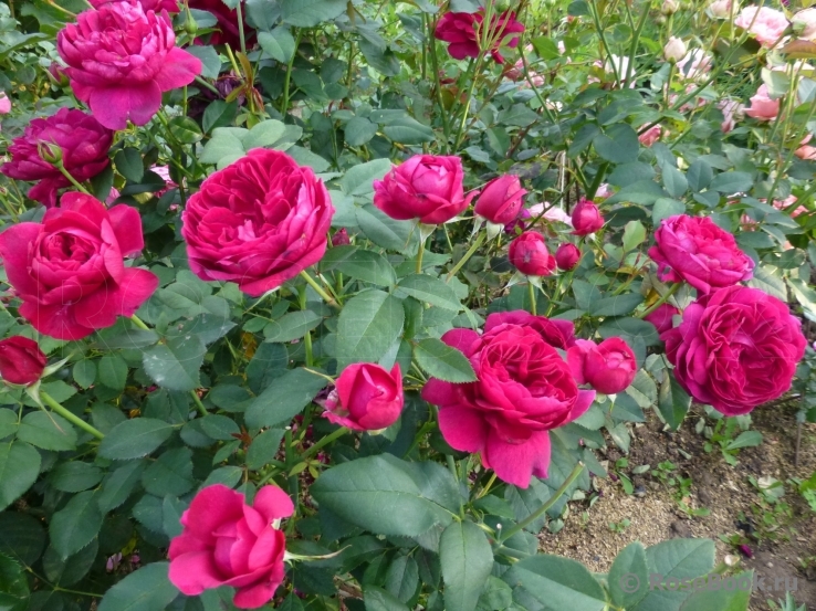 Darcey Bussell 