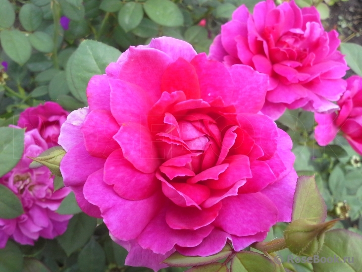 Sophy’s Rose 