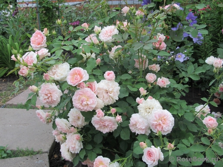 Morden Blush