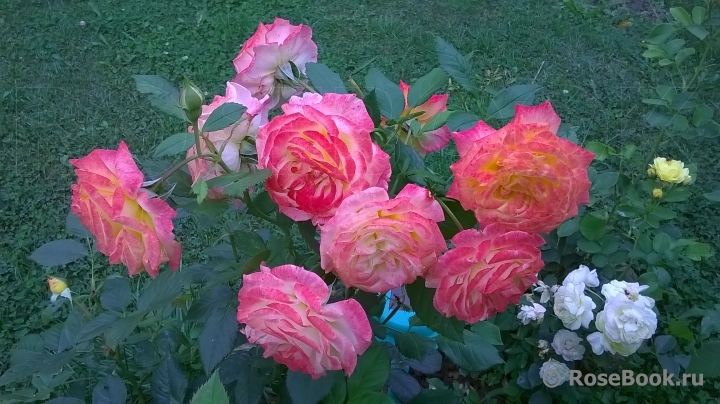 Gartenspass ®