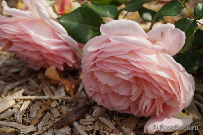 Abraham Darby