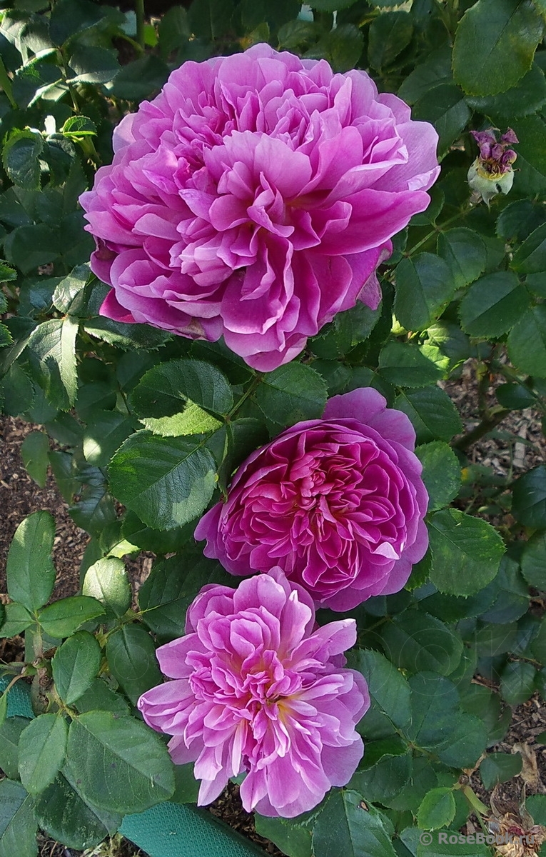 Princess Anne 