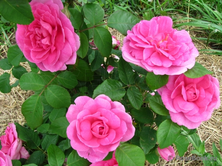 Gertrude Jekyll