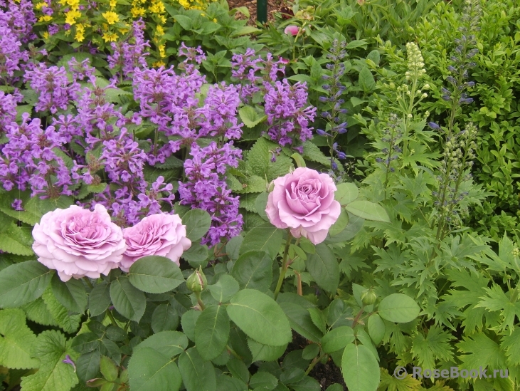 Lavender Ice