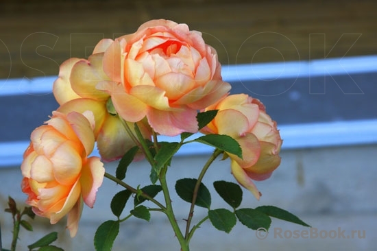 Lady of Shalott 
