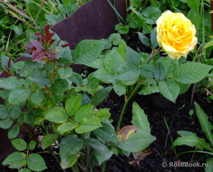 Yellow Eveline