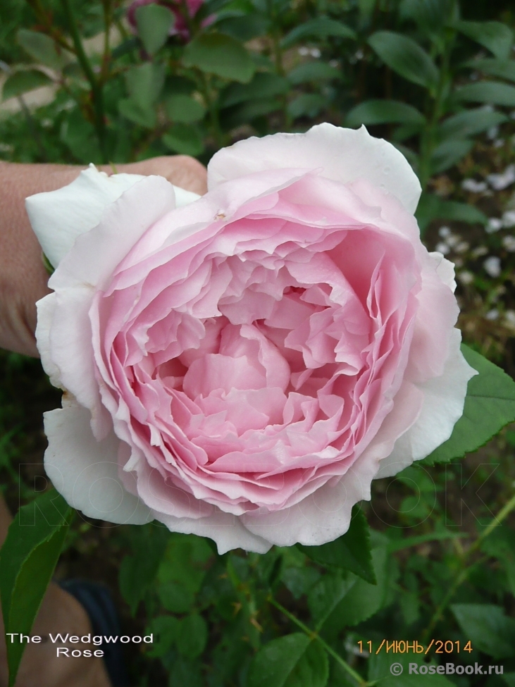 The Wedgwood Rose