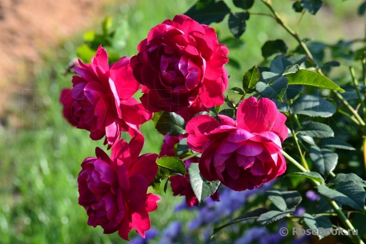 Darcey Bussell 