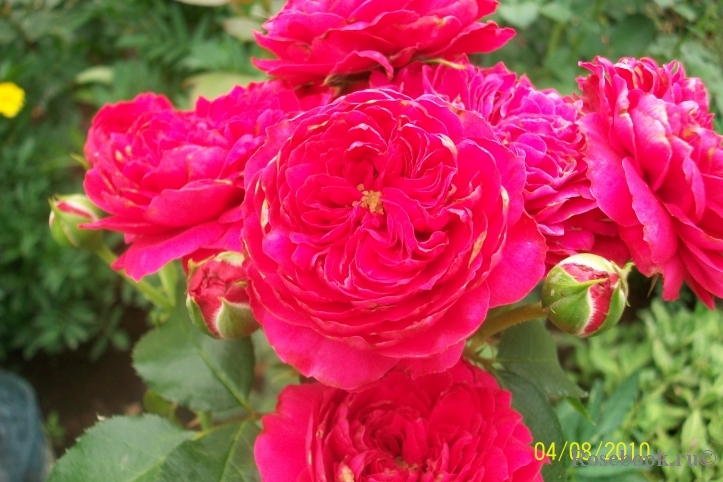 Red Leonardo da Vinci