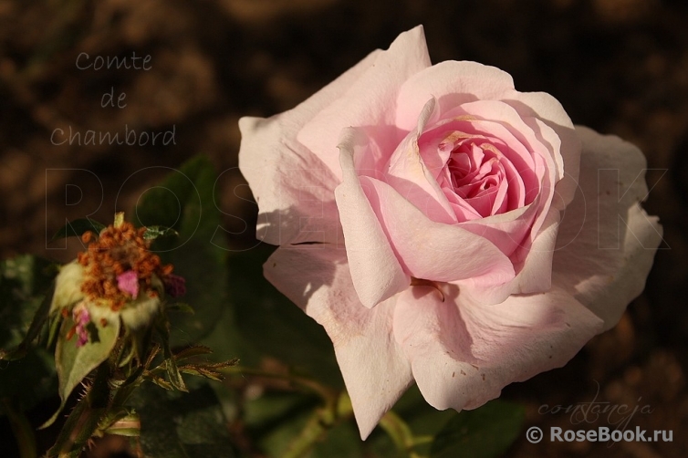 Comte de Chambord