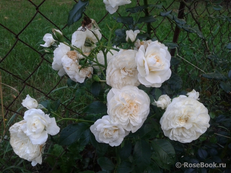 Lady Romantica