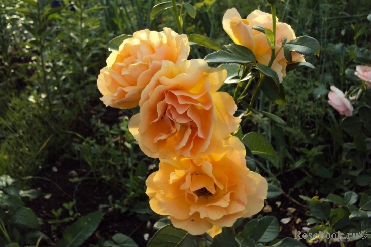 Amber Queen