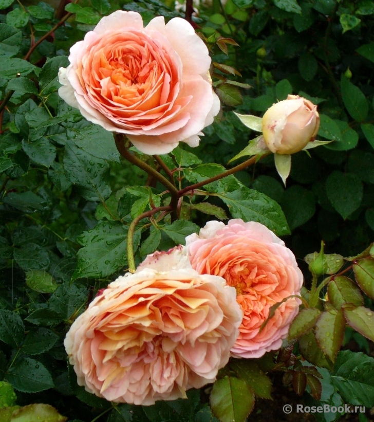 Abraham Darby