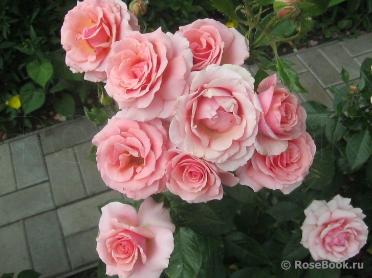 Poesie