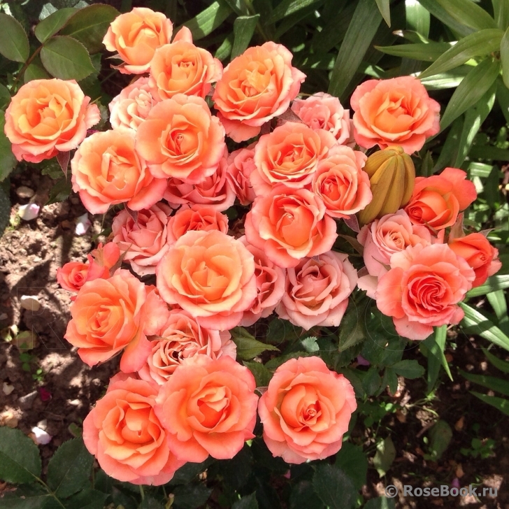 Orange Juwel ™