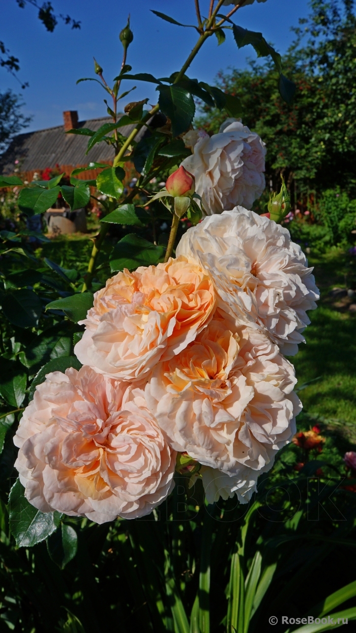 Sangerhauser Jubilaumsrose