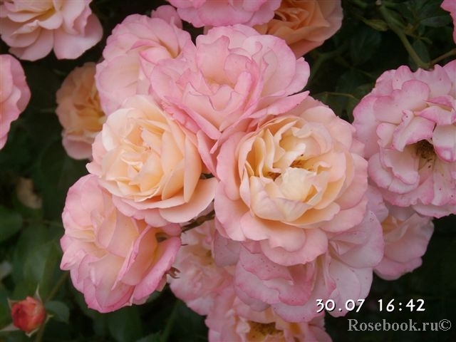 Rose Cubana