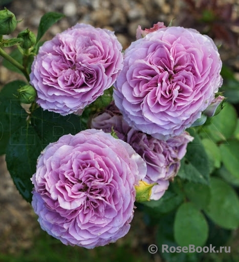 Lavender Ice